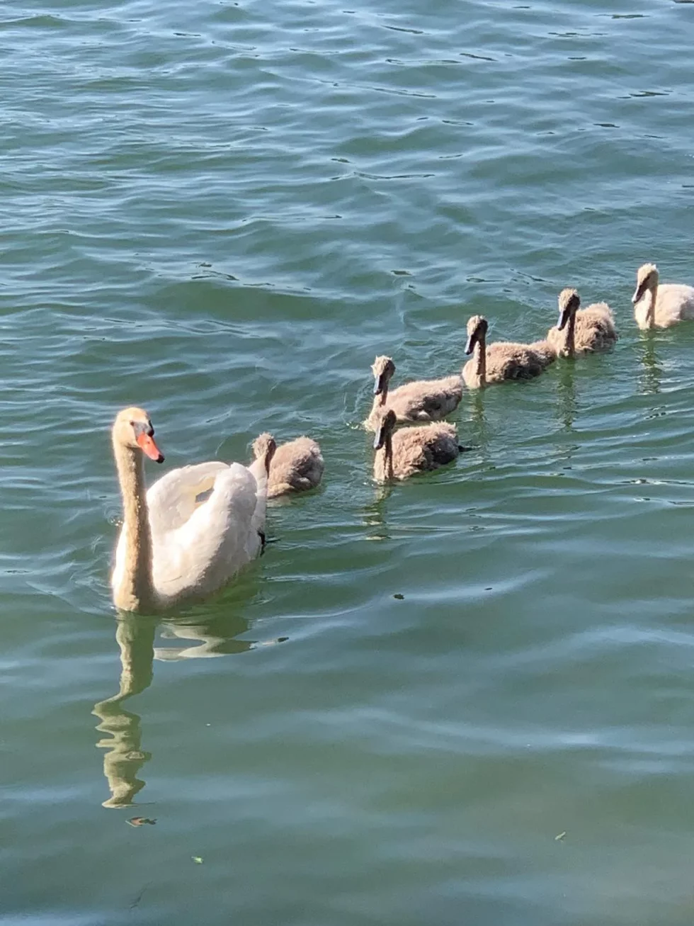 Marche Solidaire, Dimanche 22 juin 2025, Foyer éducatif La Maisonnée, Prado bourgogne